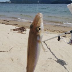 梅雨の合間のキス釣り